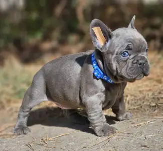 Bulldog francez - Sky