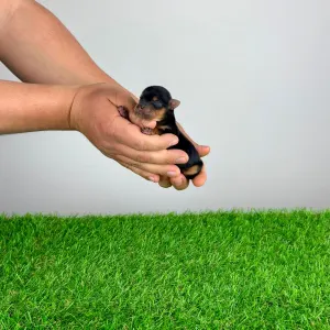 Yorkshire Terrier - Verdi