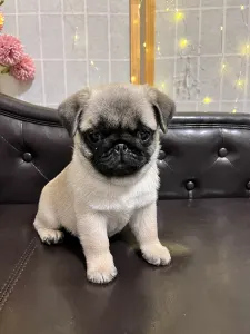 Pug - Reserved! Pug Cauda Anularis Samu