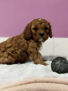 Cavapoo - Chili