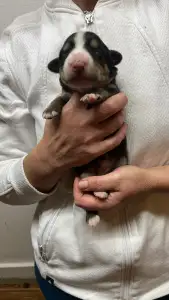 Entlebucher Sennenhund - Geisy Helvétsky Priateľ