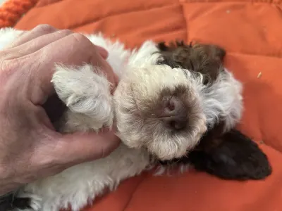 Lagotto Romagnolo - Doc Holliday