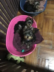 Yorkshire Terrier - Ofélia