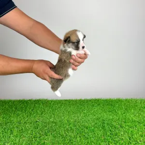 Welsh Corgi Pembroke - Babbit