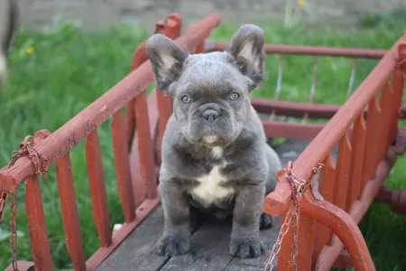 Francia bulldog - Ultor