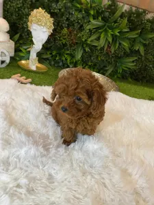 Poodle Toy - Mini Toy Jessie