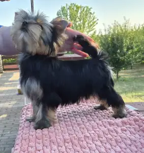 Yorkshire Terrier - Quaff (show And Breeding Potential)