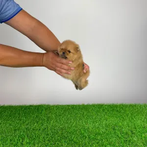 Pomeranian - Oreo