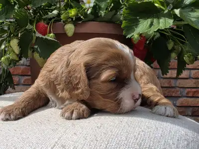 Cavapoo - Málna