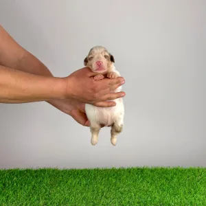 Australian Shepherd - Docki