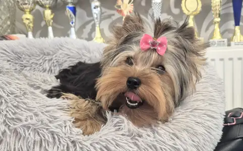Yorkshire Terrier - Jingle Bell Of Midsummer Nights Miracle