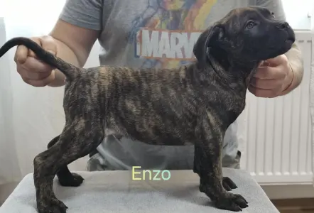 Cane Corso Italiano - Forza Di Diavolo Enzo
