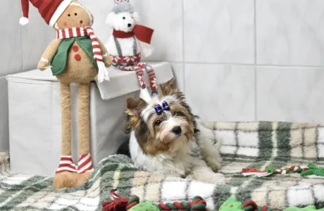 Biewer Terrier - Quartz