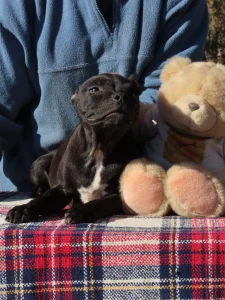 Staffordshire Bull Terrier - Dailos Slingblade