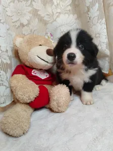 Border Collie - Dazzling Borders Aslan The Seal Of Love 