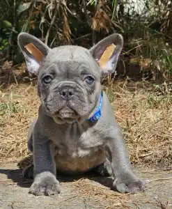 French Bulldog - Sam Silver Blue