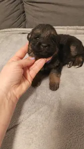 Owczarek niemiecki - Csereerdei Lüszi