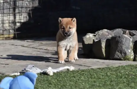 Shiba - Bravados Chiemi