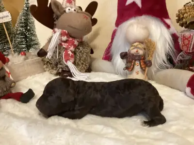 Lagotto Romagnolo - Boróka