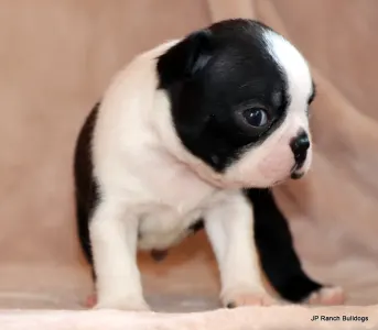 Boston Terrier - Duke On Hold