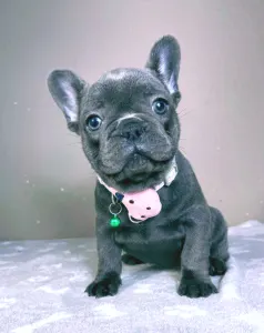 French Bulldog - Barbie