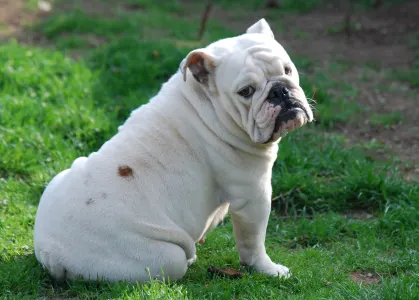 Angol bulldog - Rengőhegyi-ormán Hedvig