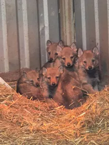 Csehszlovák farkaskutya - Wolf