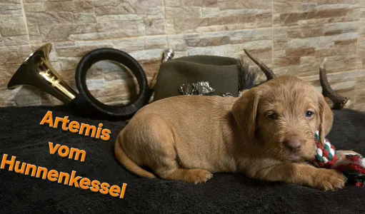 Hungarian Wire-haired Vizsla - Artemis Vom Hunnenkessel