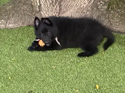 Belgian Shepherd Dog - Gerőcsvári Freya