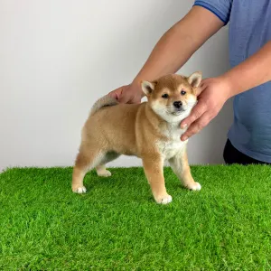 Shiba - Jana