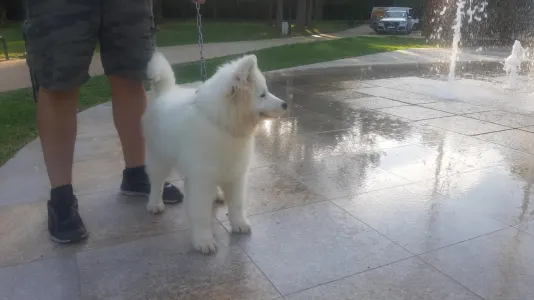 Samoyed - Eremis
