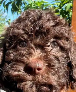 Lagotto Romagnolo - Carina