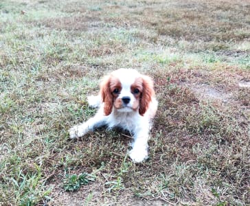 Cavalier King Charles Spaniel - Erdőszéli Ezüstcsillag