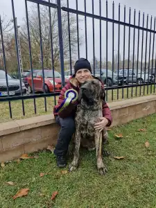 Fila Brasileiro - Hektor De Oro Puro