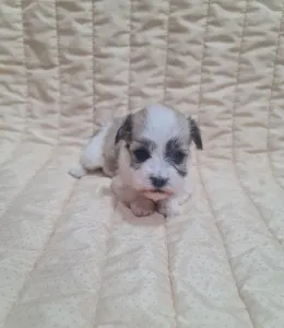 Havanese - Thessa