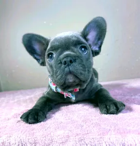 French Bulldog - Brad