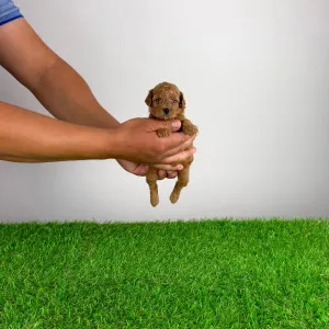 Caniche Nain - Verona