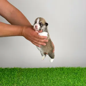Welsh Corgi Pembroke - Zyrus