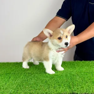Welsh corgi pembroke - Cosima
