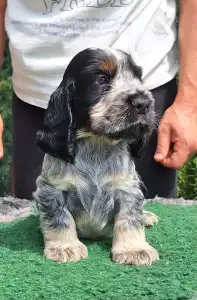 Englischer Cocker Spaniel - Zen (blue-roan And Tan)