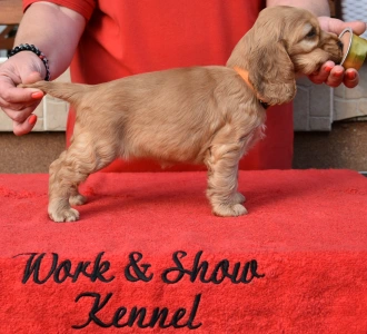 Angol Cocker spániel - Enjoy The Sunshine From Work & Show