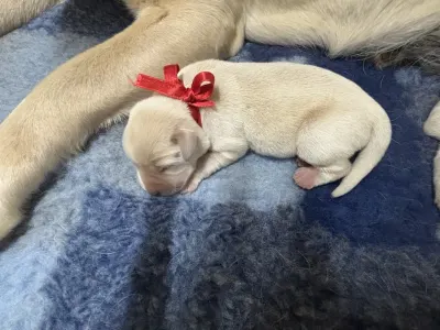 Labrador Retriever - Heroes Of Kelly Nadia