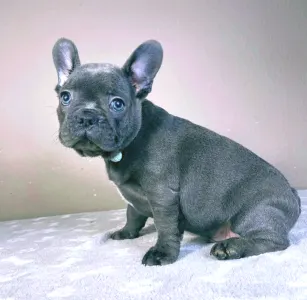 French Bulldog - David