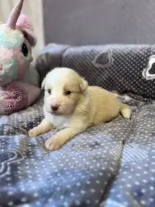 Border Collie - Red Girly