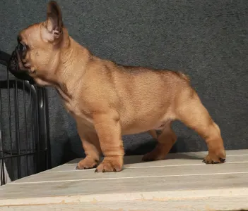 Bulldog francez - E. T.