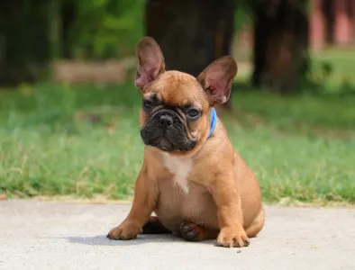 Bulldog francese - Elton