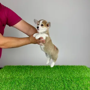 Pembroke Welsh Corgi - Penny