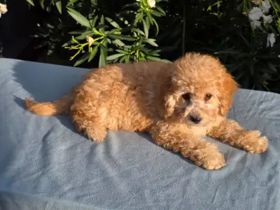 Cavapoo - Filou