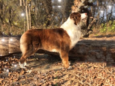 Australian Shepherd - Budnat Aussies