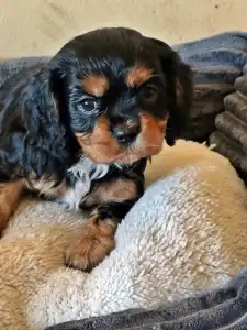 Cavalier King Charles Spaniel - Jaffa